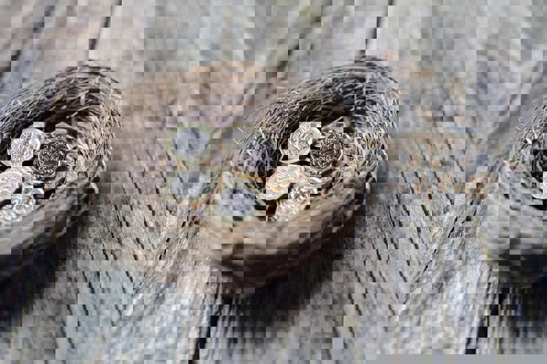 A picture of a nest with a number of coins inside